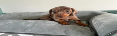 Miniature Dachshund Puppy 2