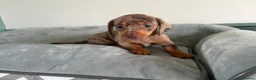 Miniature Dachshund dogs for sale: Tiny mini dachshund  - Advert 15