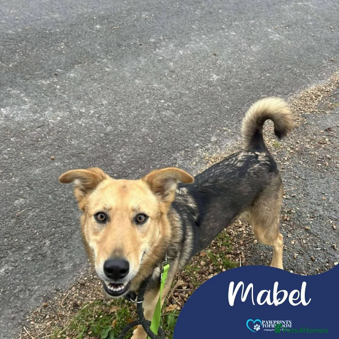 Mixed Breed dogs for adoption: Meet Mabel, currently residing in Wigan in Wigan - Advert 1