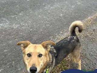 Mixed Breed dogs Meet Mabel, currently residing in Wigan - Advert 1