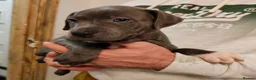 Staffordshire Bull Terrier dogs for sale: Not KC Reg Blue Staffordshire bull terrier boy - Advert 16
