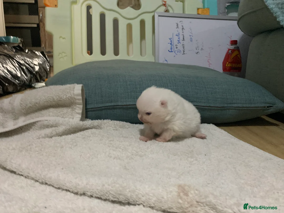 Pomeranian dogs for sale:  **  Pomeranian girl puppy  - Advert 6