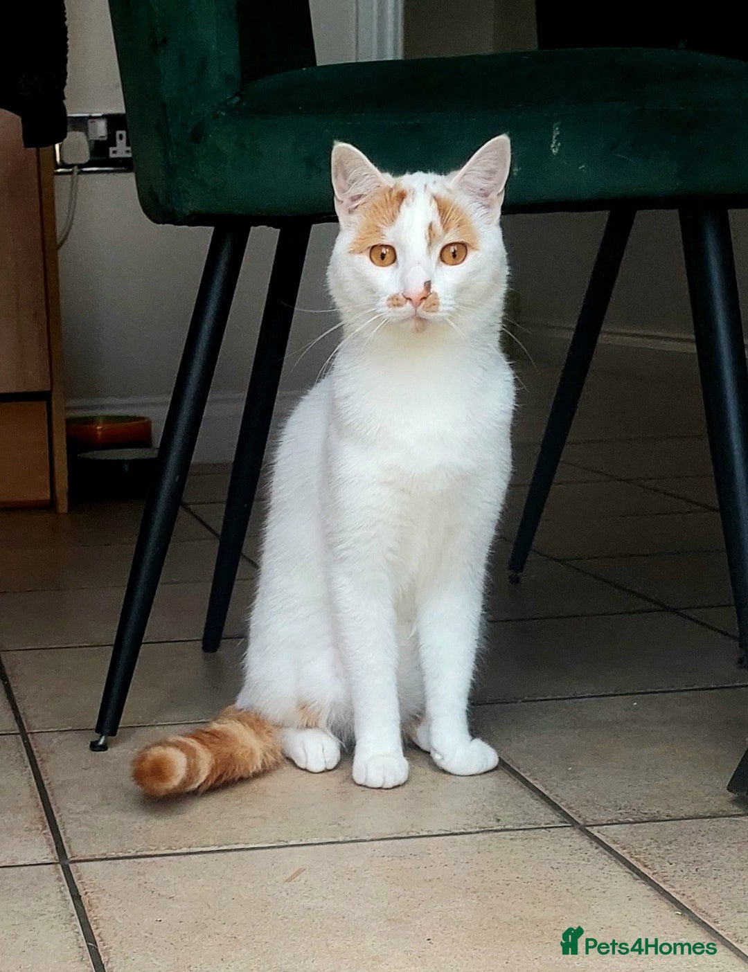 Mixed Breed cats for sale: Alan Carr needs a new home! 🥲 - Advert 2