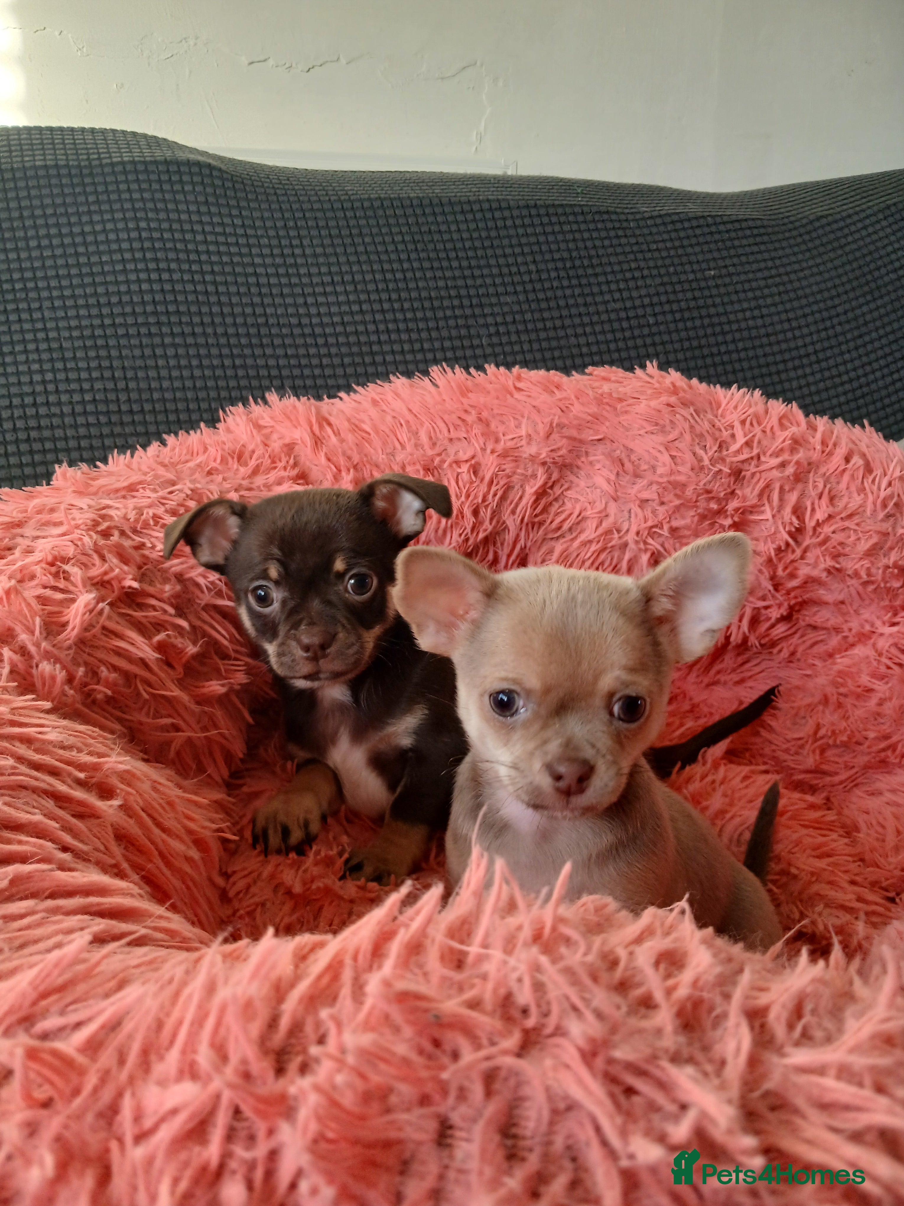 Chihuahua dogs ❤️STUNNING SMOOTH COAT CHIHUAHUAS❤️ - Advert 7
