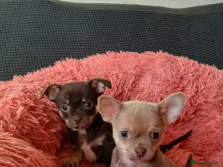Chihuahua dogs ❤️STUNNING SMOOTH COAT CHIHUAHUAS❤️ - Advert 7