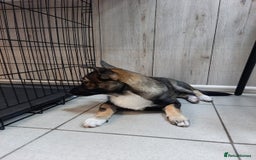 Mixed Breed dogs for adoption: 💖🐶 SHERRIE 🐶💖 - Image 5