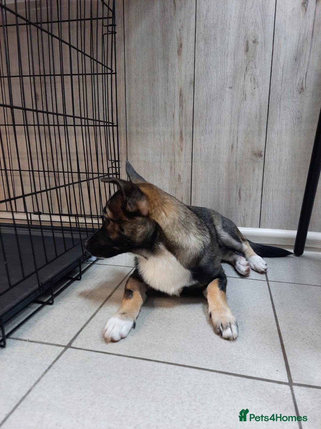 Mixed Breed dogs for adoption: 💖🐶 SHERRIE 🐶💖 - Image 5