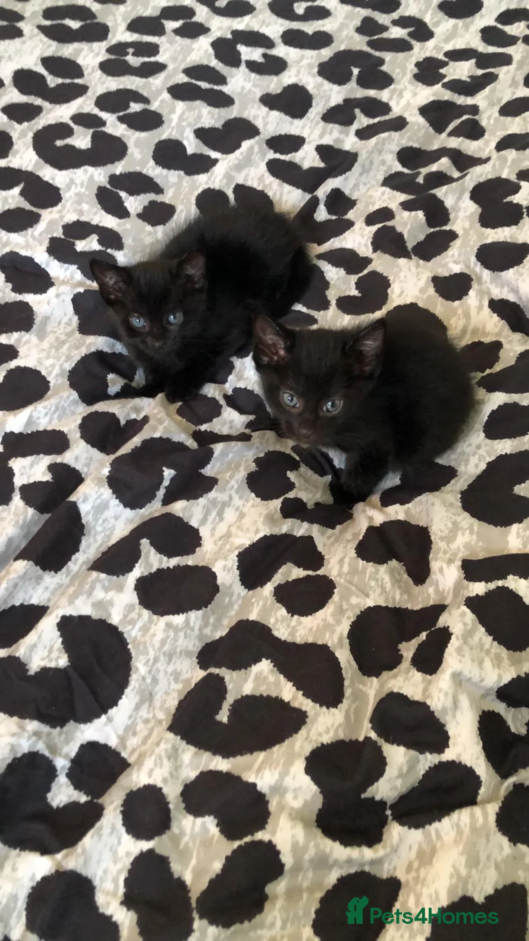Domestic Shorthair cats for sale: 2 black kittens 1 male 1 female ready now! in Exeter - Advert 7