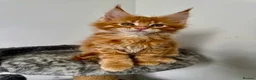 Maine Coon cats for sale: 🐾 Georgous TICA Maine Coon Kittens🐾 - Advert 10