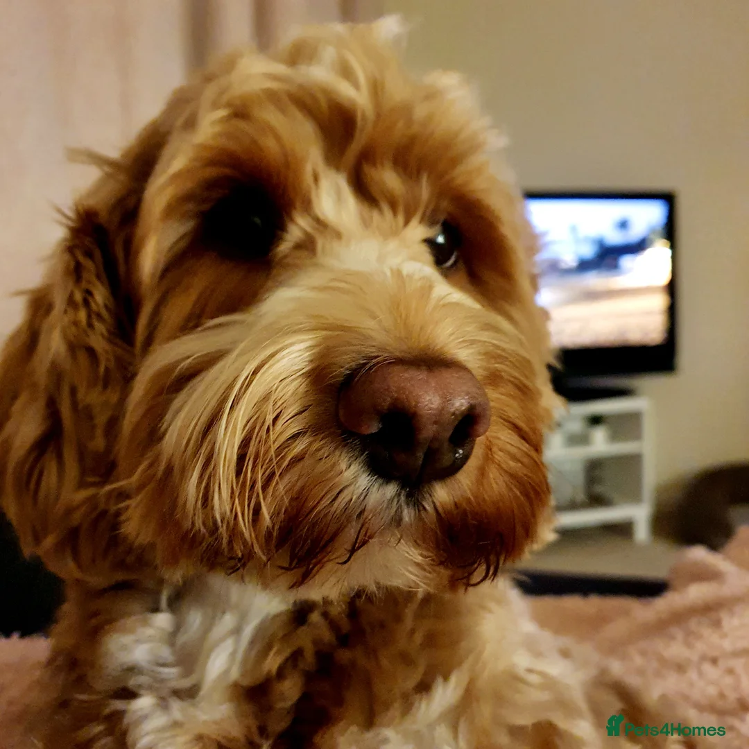 Cockapoo dogs for stud: Proven Red & white F1 cockapoo stud dog. in Barnsley - Advert 5