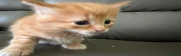 Mixed Breed cats for sale: Available Now - 2 Ginger & 1 Black Kitten - Advert 36