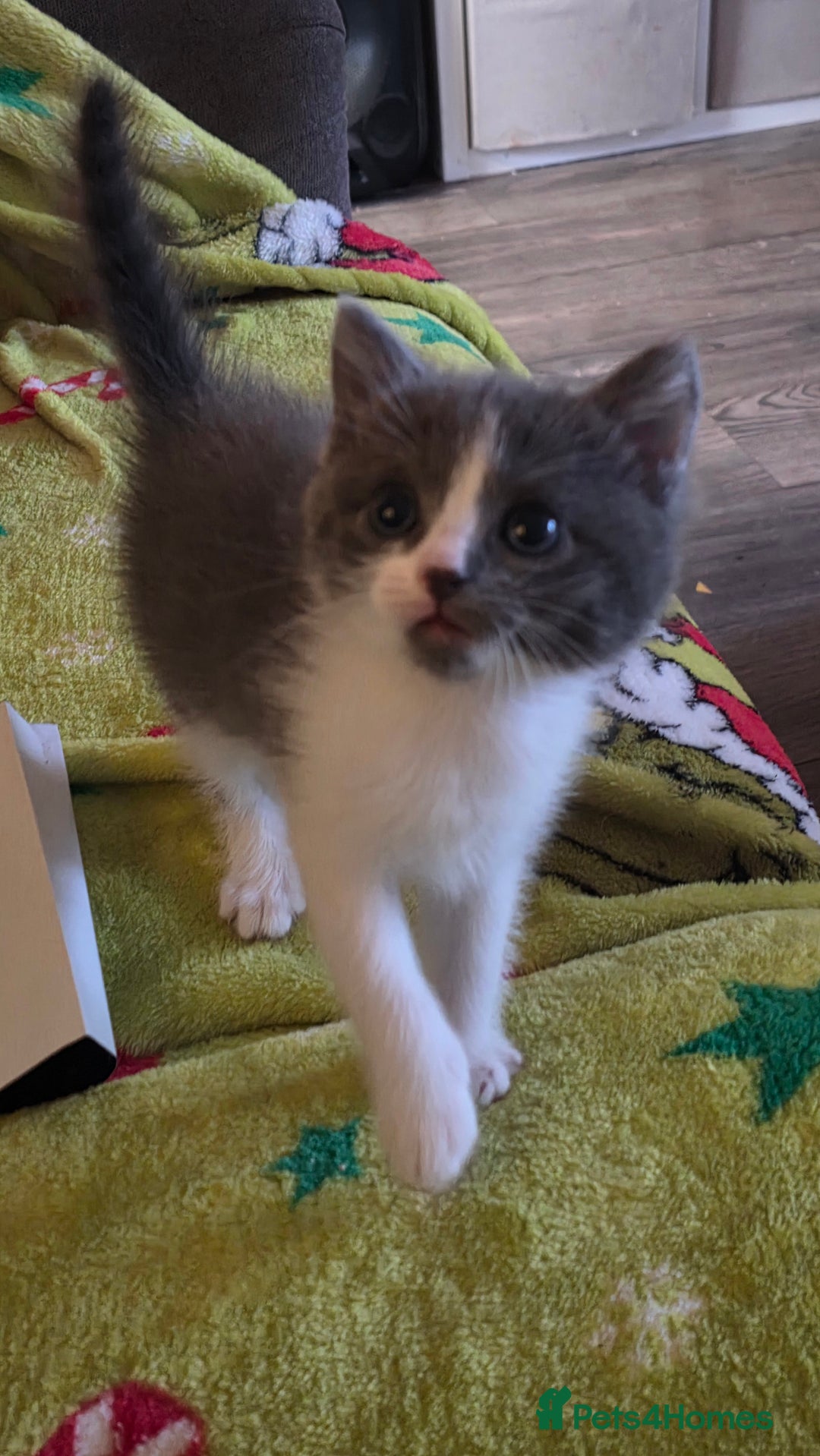 Ragdoll cats for sale: 3 beautiful ragdoll cross Persian kittens - Advert 11