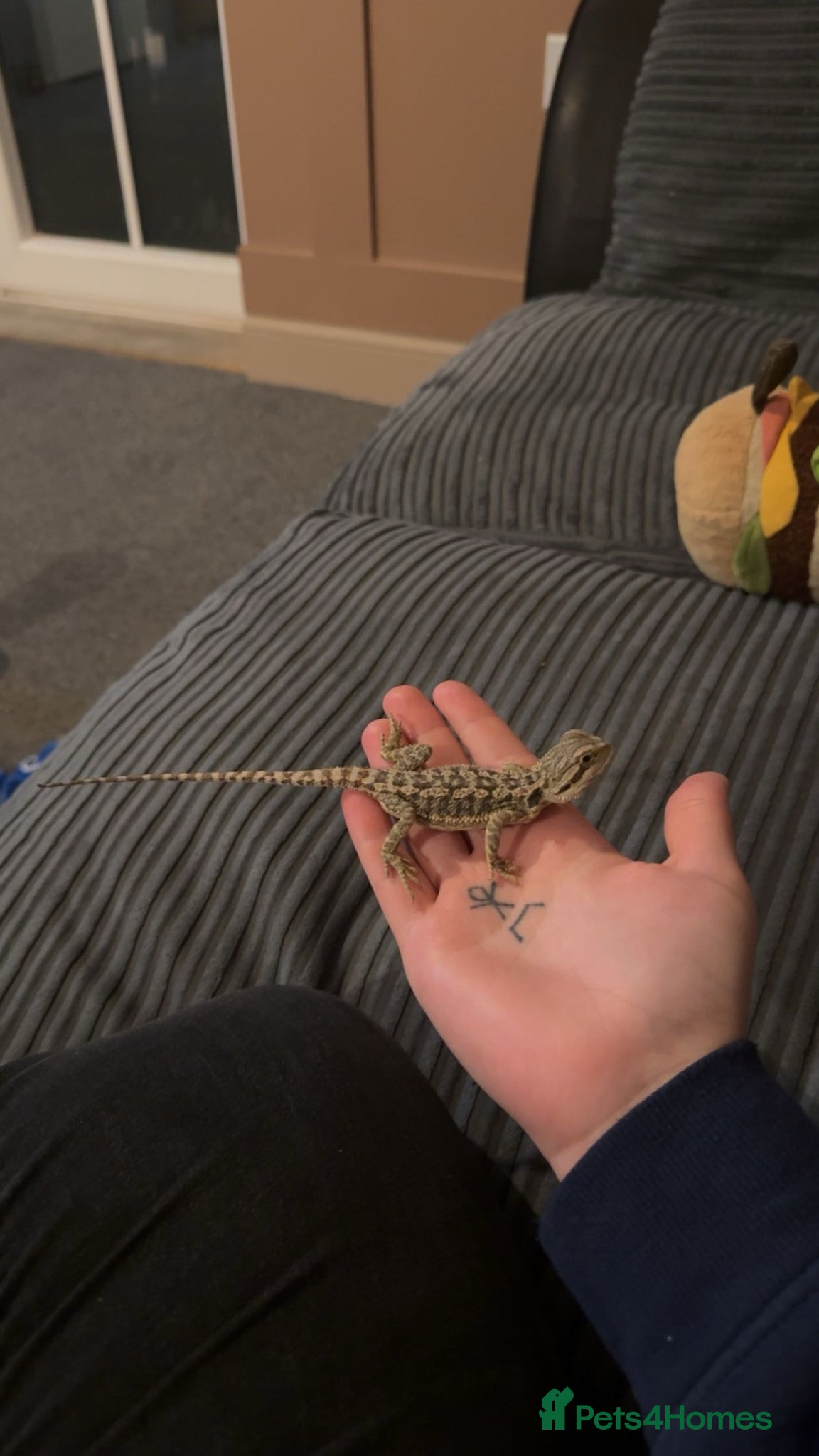 Bearded Dragon reptiles for sale: Baby Bearded dragon and enclosure.  - Advert 1