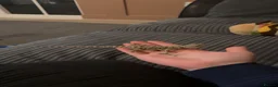 Bearded Dragon reptiles for sale: Baby Bearded dragon and enclosure.  in Waterlooville - Advert 1