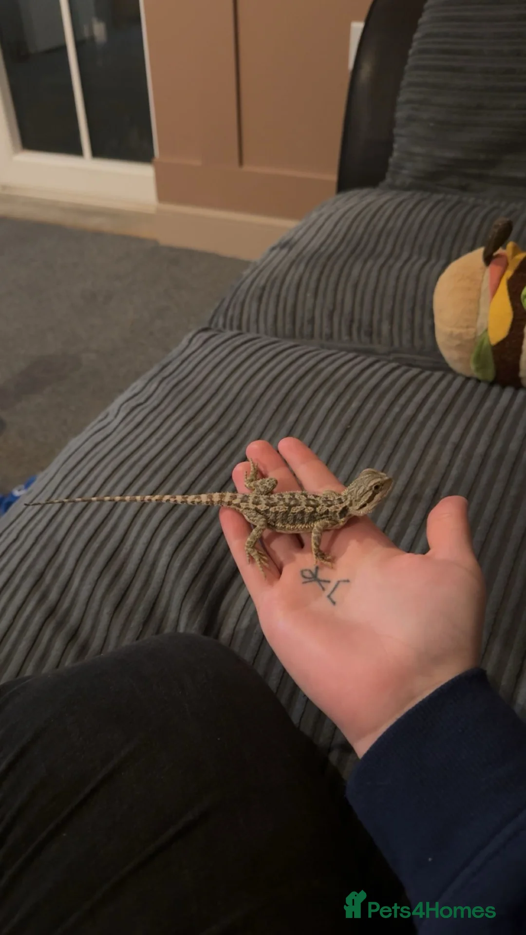 Bearded Dragon reptiles for sale: Baby Bearded dragon and enclosure.  in Waterlooville - Advert 1