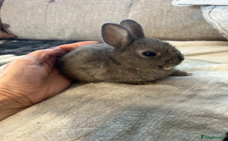 Netherland Dwarf rabbits - Advert 7