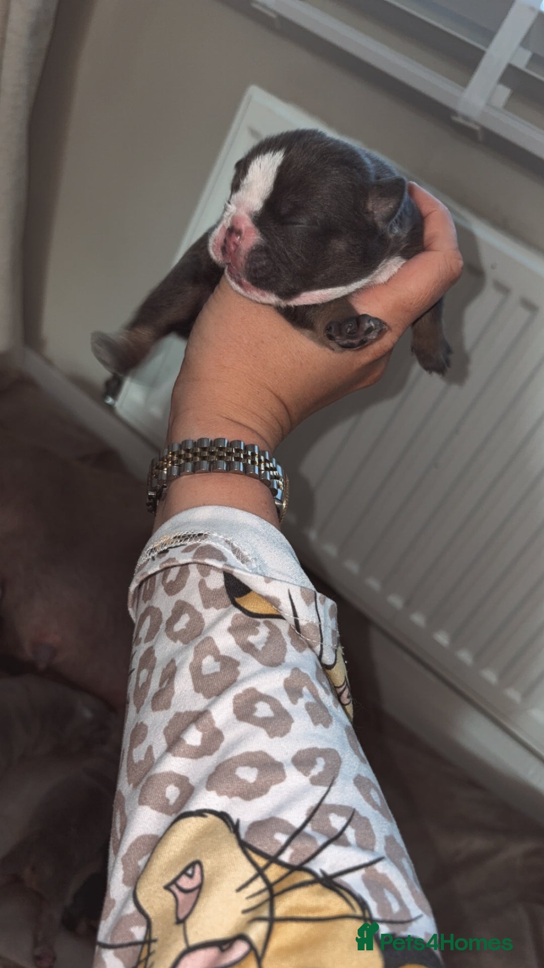 English Bulldog dogs for sale: BRITISH BULLDOG MALE/FEMALE - Image 8