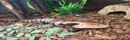 Bearded Dragon reptiles for sale: Bearded dragon babies  - Advert 12