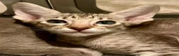 Oriental cats for sale: Exceptional show quality Orientals and Siamese  - Advert 6