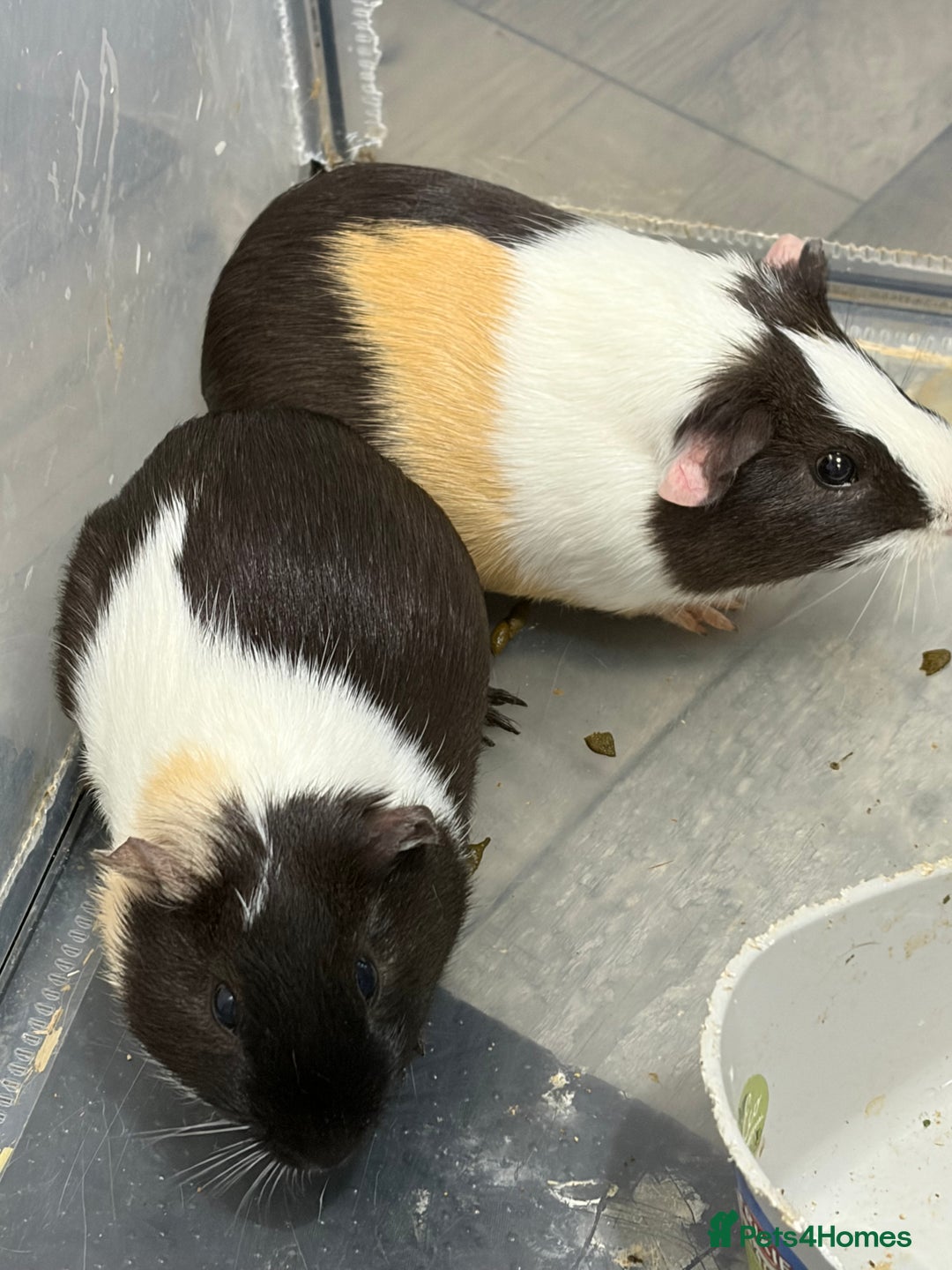 Guinea Pig rodents for sale: 2x male guinea pigs  - Advert 1