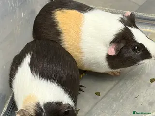 Guinea Pig rodents 2x male guinea pigs - Advert 12