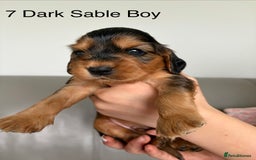 Cocker Spaniel dogs for sale: ***Outstanding KC Show cocker spaniels *** - Image 8