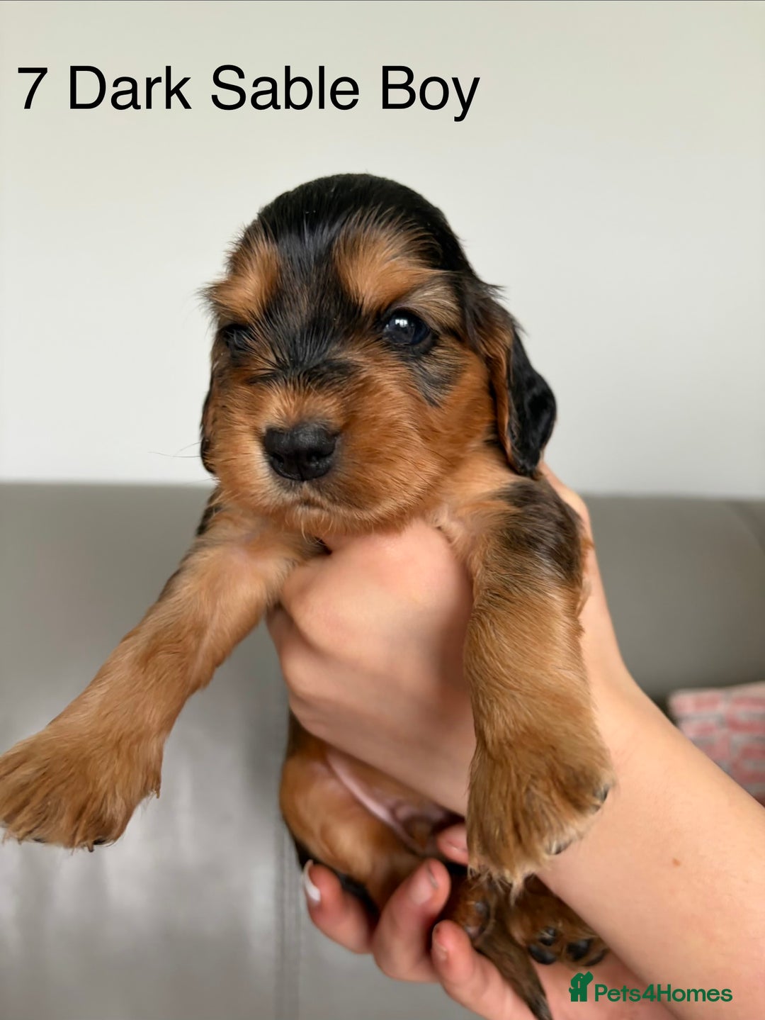 Cocker Spaniel dogs for sale: ***Outstanding KC Show cocker spaniels *** - Image 8