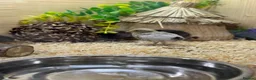 Quail poultry for sale: Button Quail  - Advert 3