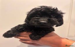 Irish Doodle dogs for sale: REDUCED F1 Miniature Irish Doodle - Image 17