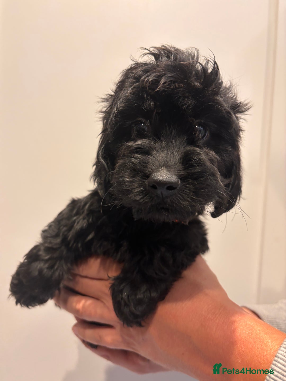 Irish Doodle dogs for sale: REDUCED F1 Miniature Irish Doodle - Image 17
