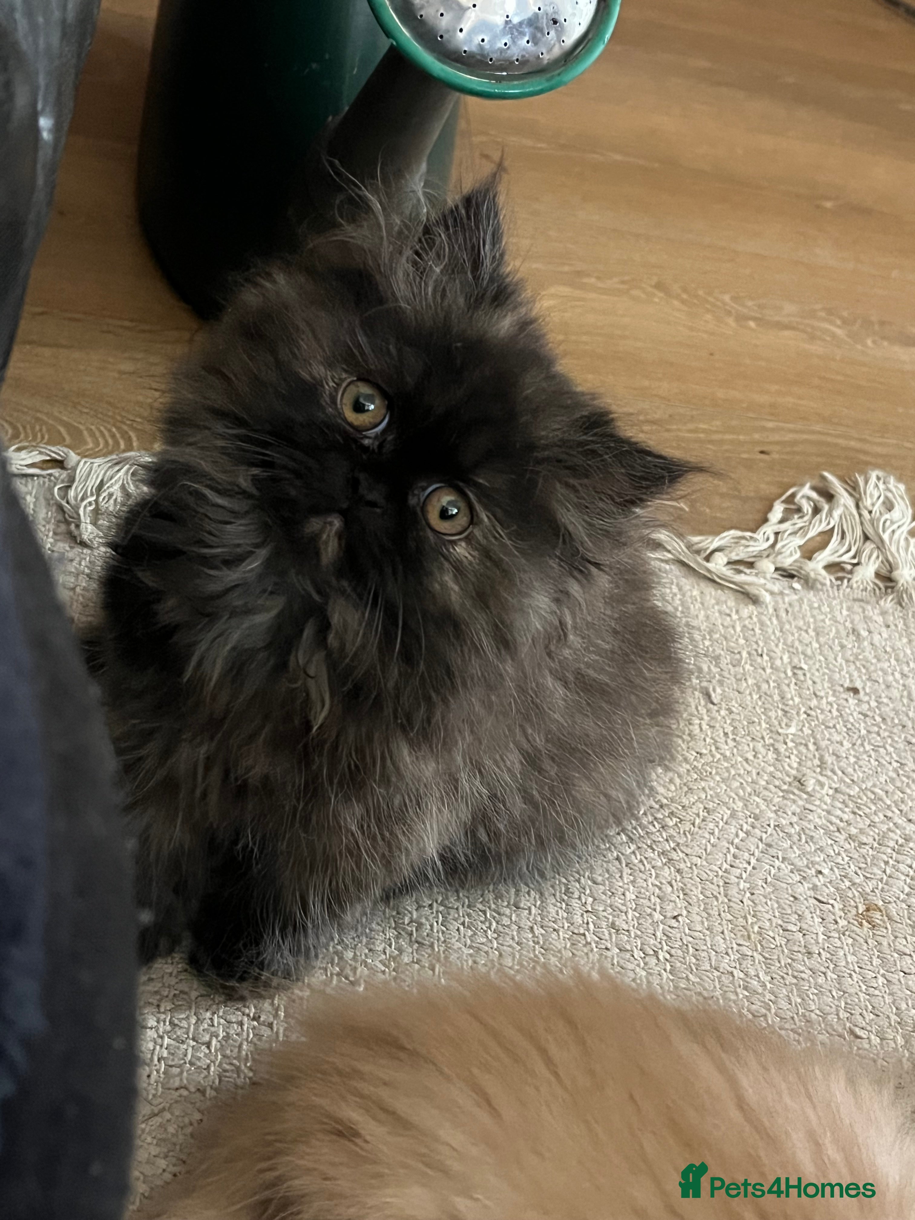 Persian cats Beautiful Persian kittens - Advert 2