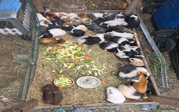 Guinea Pig rodents for sale: Guinea pigs - Image 9