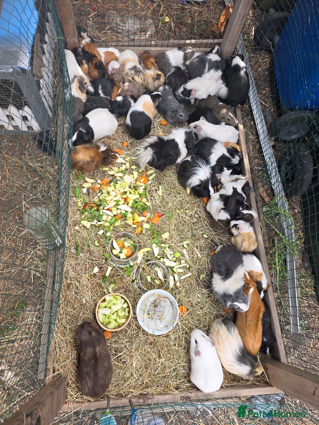 Guinea Pig rodents for sale: Guinea pigs - Image 9
