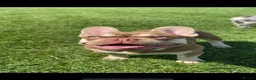 French Bulldog dogs for stud: 🐻 New shade chocolate ROJO 🍫  - Advert 6