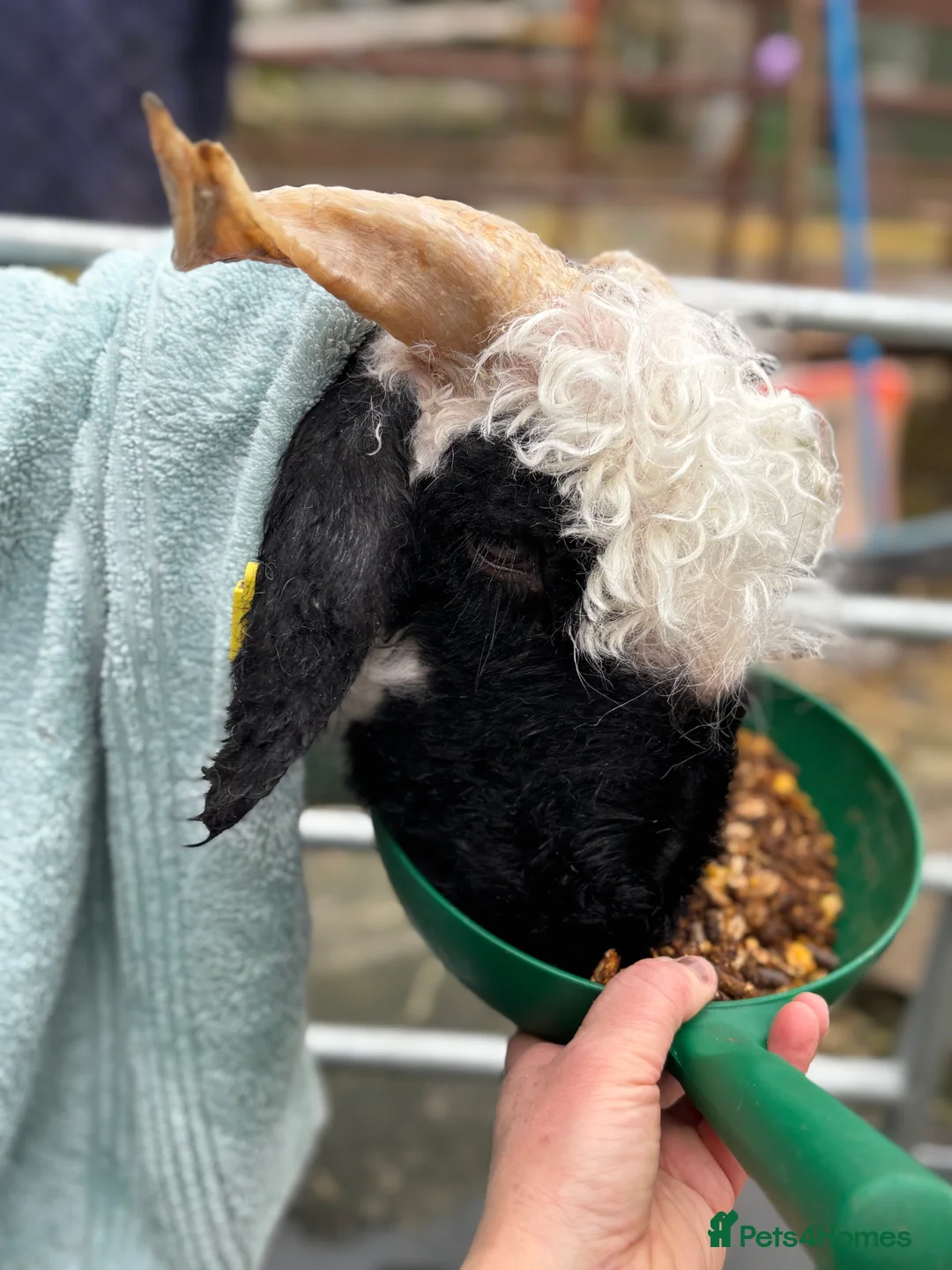 Sheep livestock for sale: Valais Blacknose available  - Advert 4