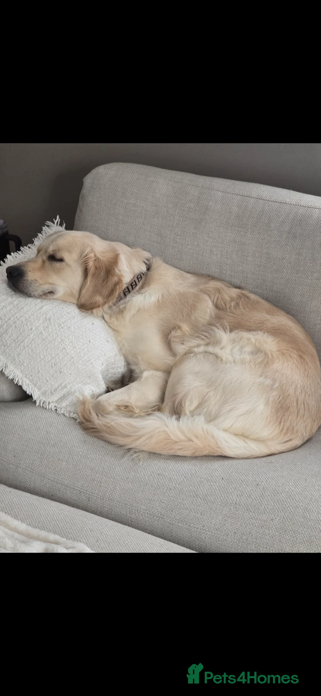 Golden Retriever dogs for sale: 2 gorgeous male puppies - Advert 6