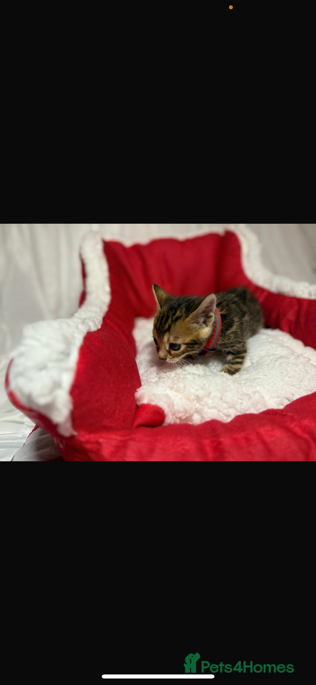 Bengal cats for sale: 🐆Bella's Bengals🐆 - Advert 22