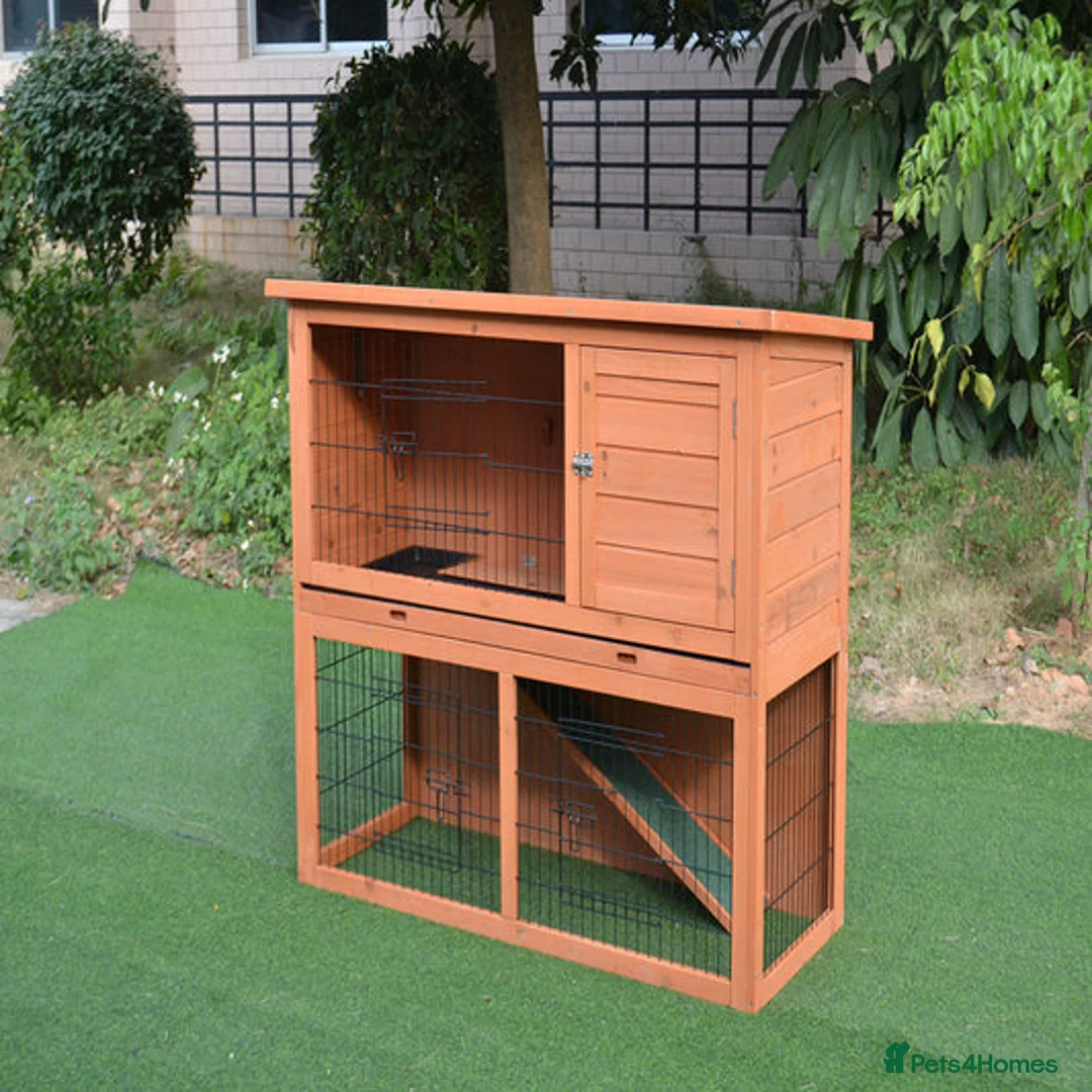 Lionhead rabbits for sale: Lionhead Baby Rabbits 8 weeks (Friendly) - Advert 4