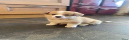 Welsh Corgi Pembroke dogs for sale: Gorgeous RKC reg corgi's DNA health tested parents - Advert 9