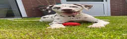 Dalmatian dogs for stud: Kc Reg Proven stud Dalmatian  in Ormskirk - Advert 12