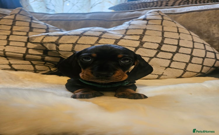 Miniature Dachshund dogs - Advert 1