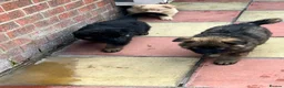 German Shepherd dogs for sale: Beautiful long haired straight back GSD babies  - Advert 16