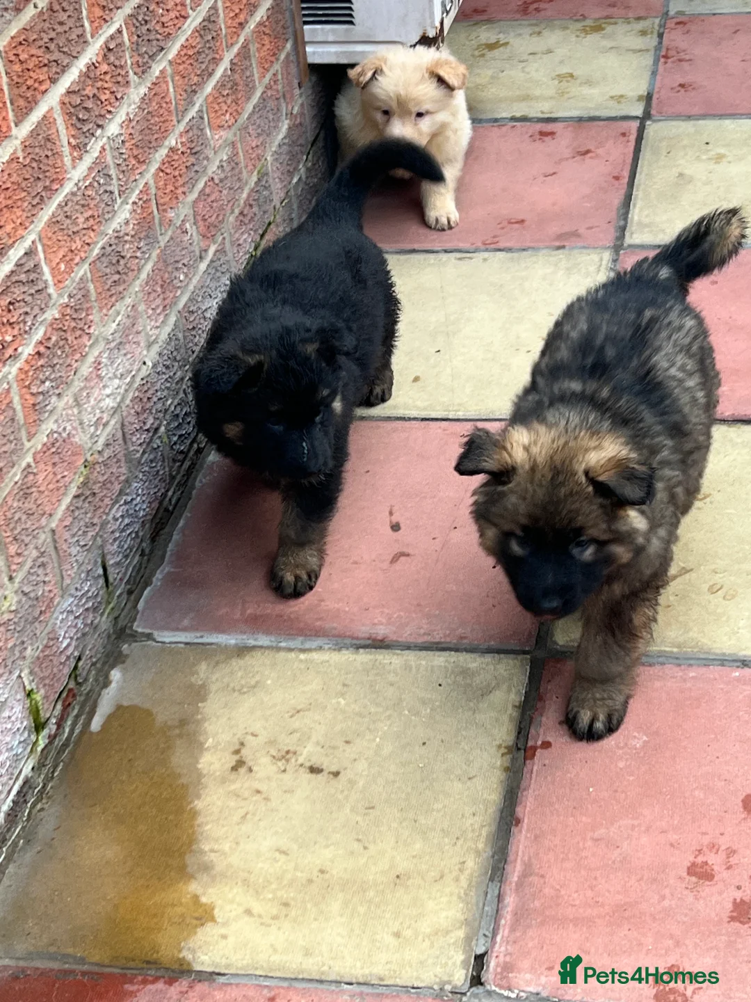 German Shepherd dogs for sale: Beautiful long haired straight back GSD babies  - Advert 16
