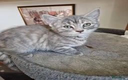 Mixed Breed cats for sale: 4 Beautiful kittens ready for loving home  ♥️ - Image 26