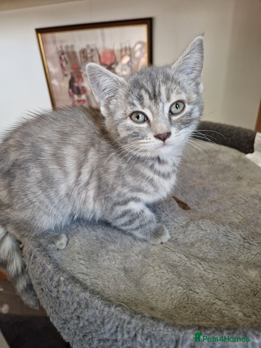 Mixed Breed cats for sale: 4 Beautiful kittens ready for loving home  ♥️ - Image 26
