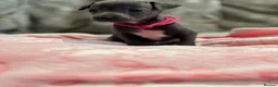 Italian Greyhound dogs for sale: 🏡 KC Italian greyhound puppies for sale 🏡 - Advert 12