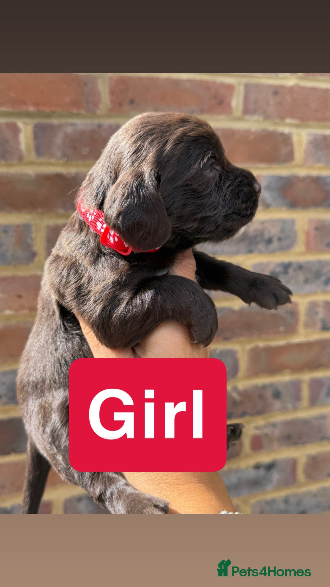 Sprocker dogs for sale: 6 beautiful sprocker - Advert 9