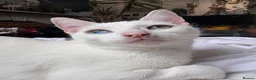 Khao Manee cats for sale: Rehome for my girl, not sale. - Advert 7