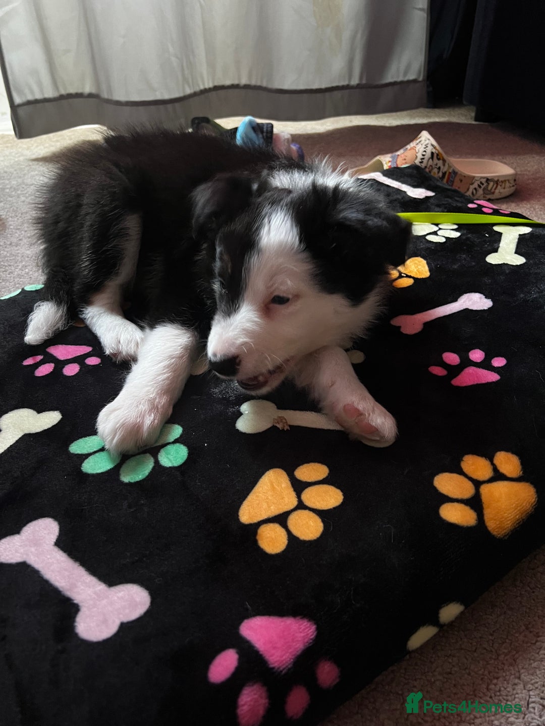 Border Collie dogs for sale: Border Collie  - Advert 7