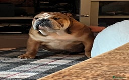 English Bulldog dogs for sale: 9.5 month old English bulldog - Image 3